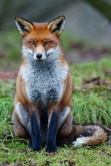 Fox_at_the_British_Wildlife_Centre,_Newchapel,_Surrey_-_geograph.org.uk_-_2221750.jpg