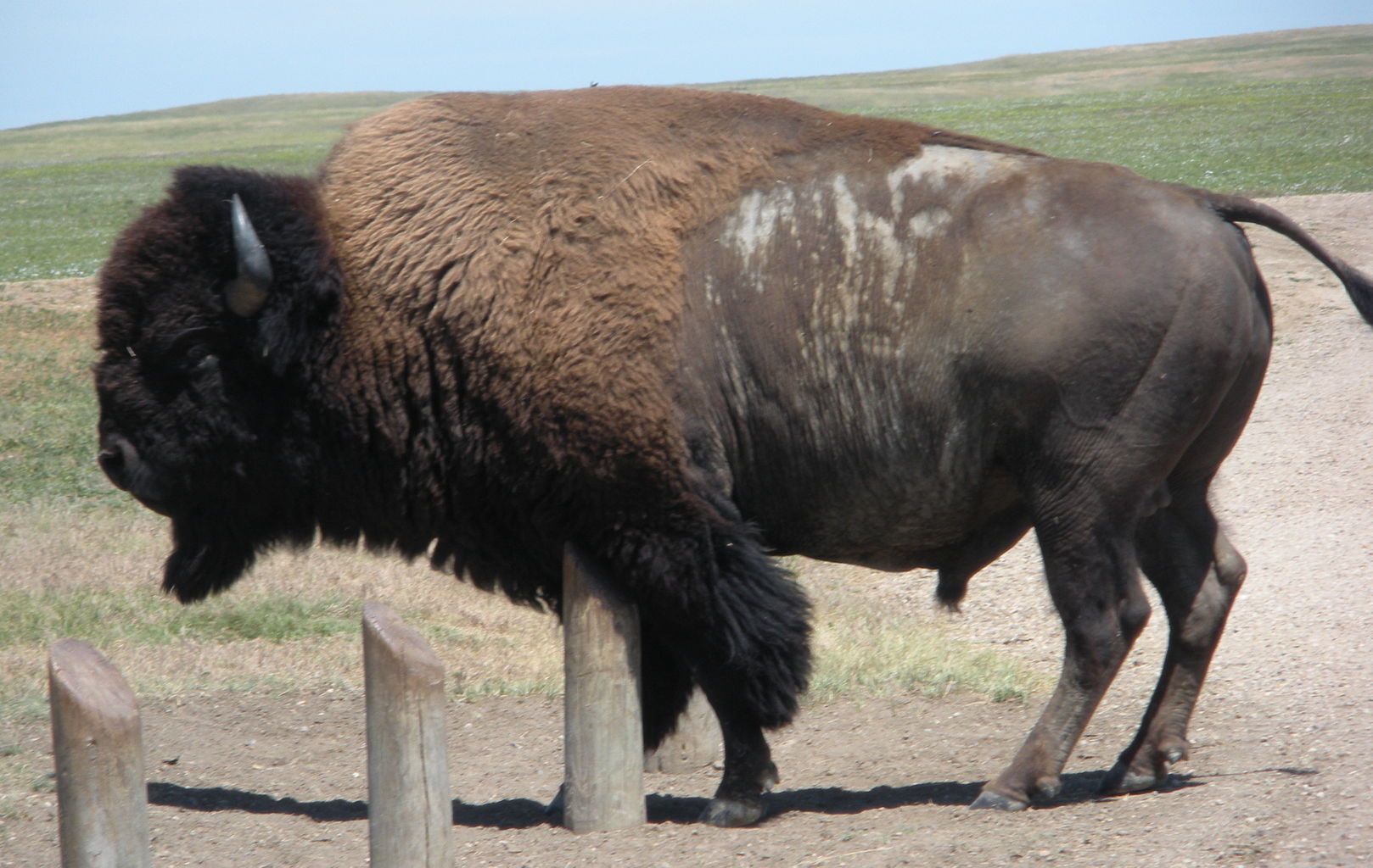 Bison_bison_009.jpg